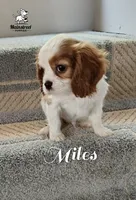 Miles, a male Cavalier King Charles Spaniel for sale in Gentry, AR – 2 of 8