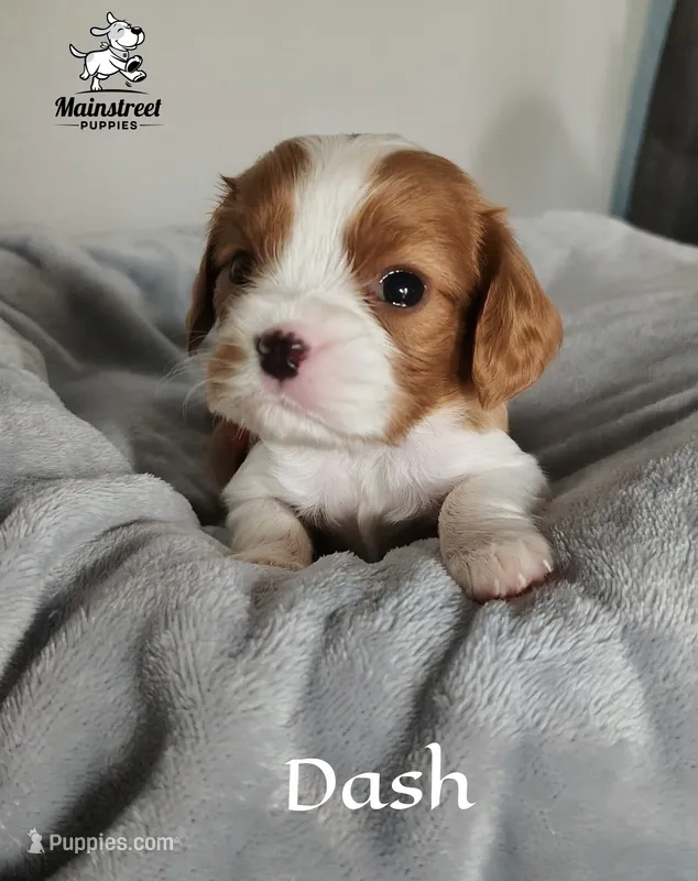 Dash – Cavalier King Charles Spaniel puppy for sale in Gentry, AR