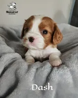 Dash, a male Cavalier King Charles Spaniel for sale in Gentry, AR – 1 of 3