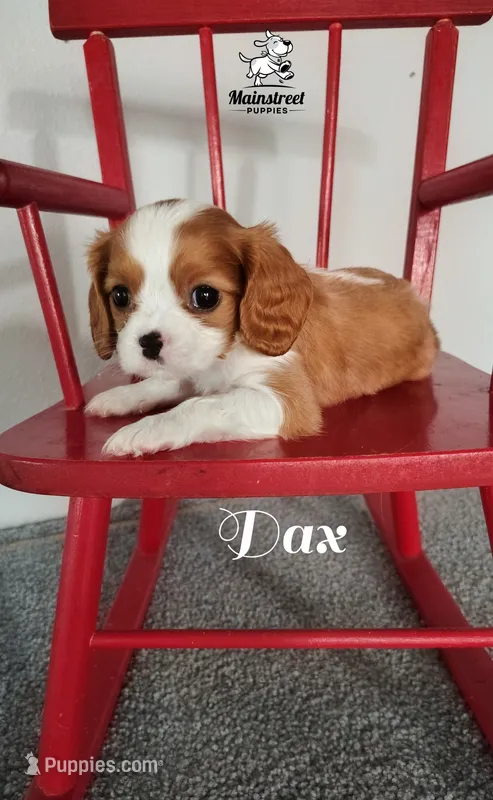Dax – Cavalier King Charles Spaniel puppy for sale in Gentry, AR