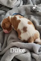 Duke, a male Cavalier King Charles Spaniel for sale in Gentry, AR – 4 of 4