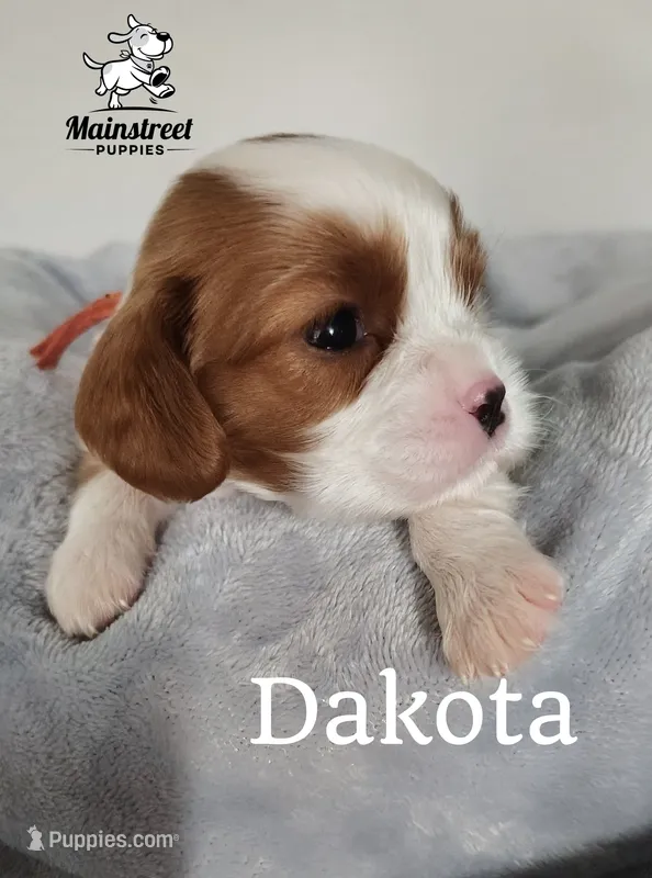 Dakota – Cavalier King Charles Spaniel puppy for sale in Gentry, AR