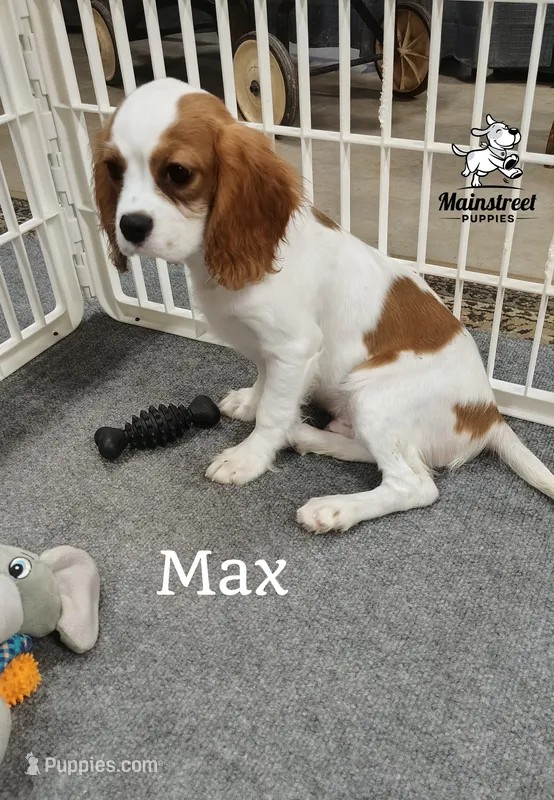 Max – Cavalier King Charles Spaniel puppy for sale in Gentry, AR