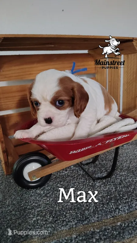 Max – Cavalier King Charles Spaniel puppy for sale in Gentry, AR