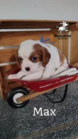 Max, a male Cavalier King Charles Spaniel for sale in Gentry, AR – 1 of 6