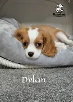 Dylan, a male Cavalier King Charles Spaniel for sale in Gentry, AR – 2 of 10