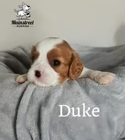 Duke, a male Cavalier King Charles Spaniel for sale in Gentry, AR – 2 of 4