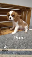 Duke, a male Cavalier King Charles Spaniel for sale in Gentry, AR – 2 of 10