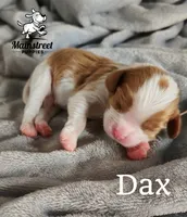 Dax, a male Cavalier King Charles Spaniel for sale in Gentry, AR – 4 of 4