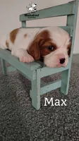 Max, a male Cavalier King Charles Spaniel for sale in Gentry, AR – 4 of 6