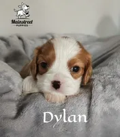 Dylan, a male Cavalier King Charles Spaniel for sale in Gentry, AR – 2 of 4