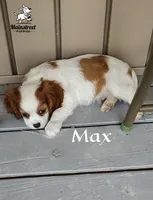 Max, a male Cavalier King Charles Spaniel for sale in Gentry, AR – 4 of 10