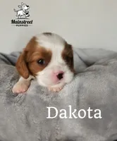 Dakota, a male Cavalier King Charles Spaniel for sale in Gentry, AR – 2 of 4