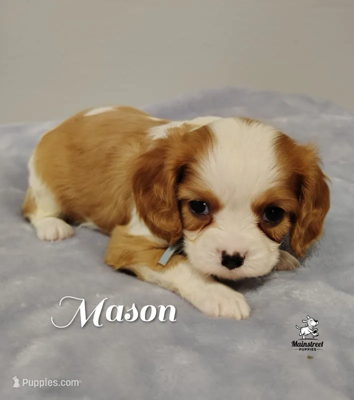 Mason