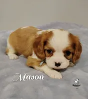 processed/84234035-f485-4f48-ac4e-69748eb2d606/listing/bb7126aa-d917-43c3-9193-b93de3c38905/8b92ce54-fb55-4097-b9ff-528c537847ab