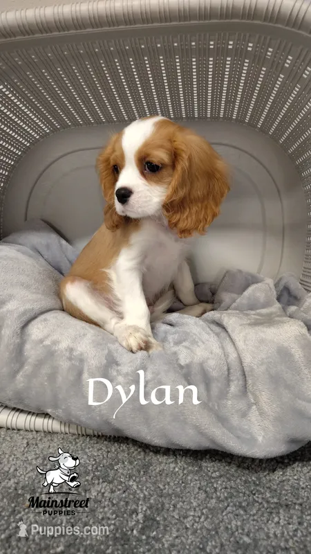 Dylan – Cavalier King Charles Spaniel puppy for sale in Gentry, AR