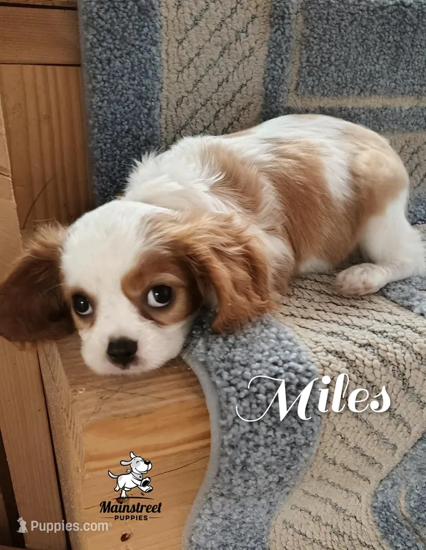 Miles – Cavalier King Charles Spaniel puppy for sale in Gentry, AR