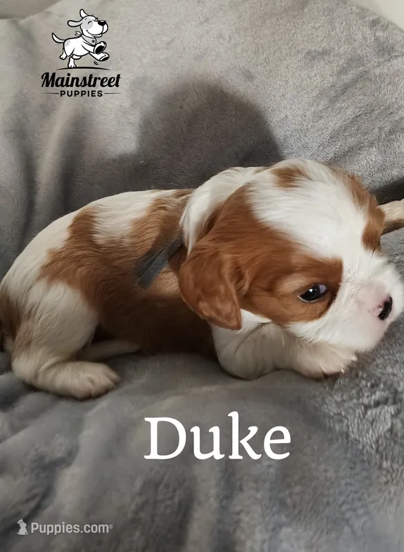 Duke – Cavalier King Charles Spaniel puppy for sale in Gentry, AR