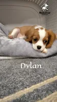 Dylan, a male Cavalier King Charles Spaniel for sale in Gentry, AR – 4 of 10