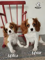Max, a male Cavalier King Charles Spaniel for sale in Gentry, AR – 2 of 10