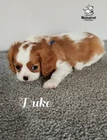 Duke, a male Cavalier King Charles Spaniel for sale in Gentry, AR – 6 of 10