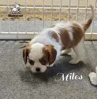 Miles, a male Cavalier King Charles Spaniel for sale in Gentry, AR – 6 of 8