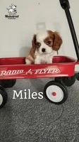 Miles, a male Cavalier King Charles Spaniel for sale in Gentry, AR – 8 of 8