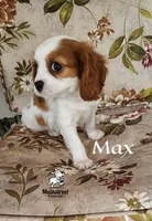 Max, a male Cavalier King Charles Spaniel for sale in Gentry, AR – 3 of 10