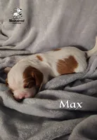 Max, a male Cavalier King Charles Spaniel for sale in Gentry, AR – 6 of 6