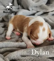 Dylan, a male Cavalier King Charles Spaniel for sale in Gentry, AR – 3 of 4