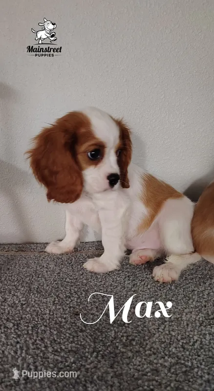 Max – Cavalier King Charles Spaniel puppy for sale in Gentry, AR