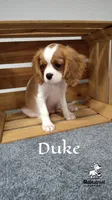Duke, a male Cavalier King Charles Spaniel for sale in Gentry, AR – 3 of 10