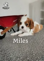 Miles, a male Cavalier King Charles Spaniel for sale in Gentry, AR – 4 of 8