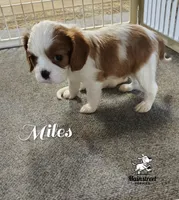 Miles, a male Cavalier King Charles Spaniel for sale in Gentry, AR – 7 of 8