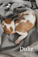 Duke, a male Cavalier King Charles Spaniel for sale in Gentry, AR – 3 of 4