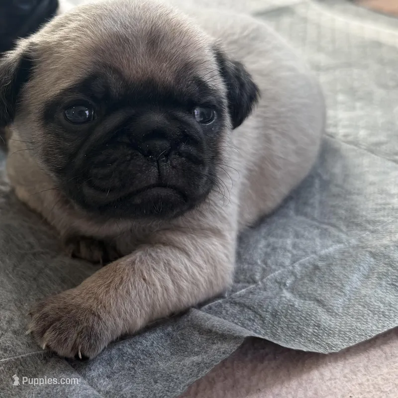 Osita – Pug puppy for sale in Compton, CA