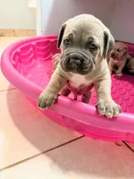 General, a male Cane Corso for sale in Orlando, FL – Photo 2 of 5