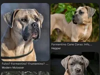 General, a male Cane Corso for sale in Orlando, FL – Photo 5 of 5