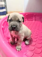 General, a male Cane Corso for sale in Orlando, FL – Photo 3 of 5