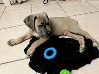 General, a male Cane Corso for sale in Orlando, FL – Photo 1 of 5