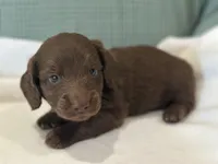 Coco, a male Miniature Dachshund for sale in Mccomb, MS – 5 of 7