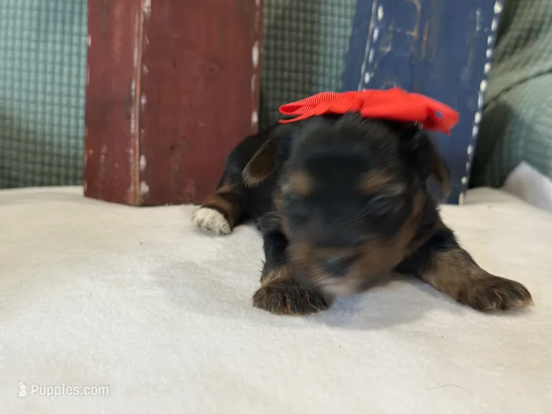 Red – Yorkshire Terrier puppy for sale in Mccomb, MS