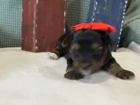 Red, a female Yorkshire Terrier for sale in Mccomb, MS – 1 of 4