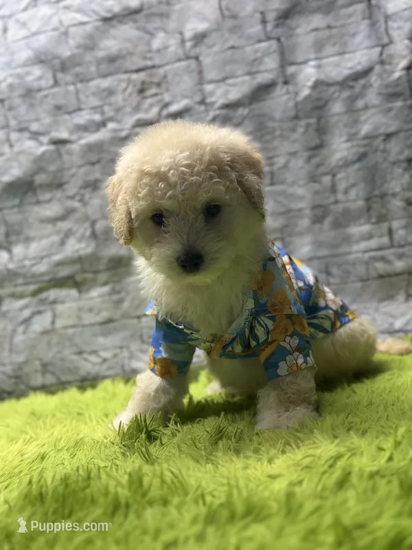 Toby – Poodle - Miniature  puppy for sale in Mccomb, MS
