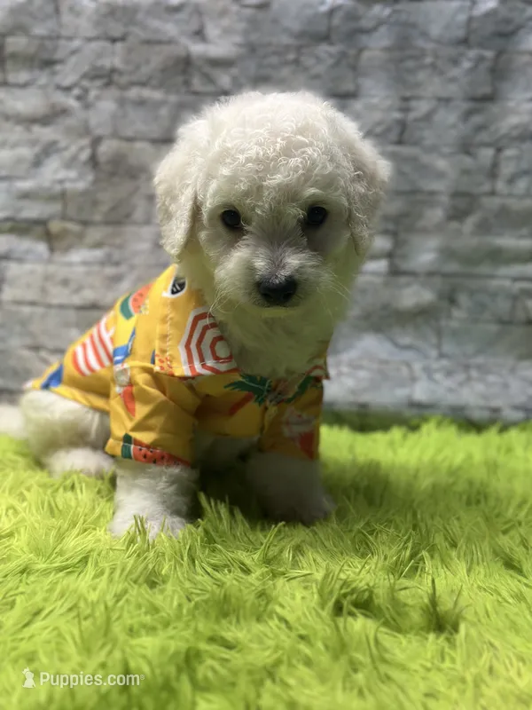 Charlie – Poodle - Miniature  puppy for sale in Mccomb, MS