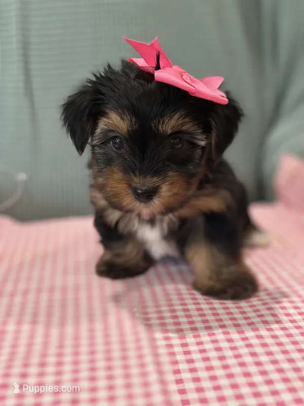 Red – Yorkshire Terrier puppy for sale in Mccomb, MS