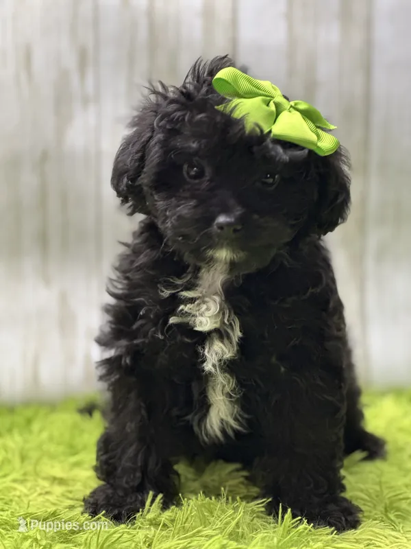 Bitzy – Miniature Aussiedoodle puppy for sale in Mccomb, MS