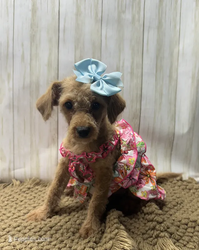Bella – Goldendoodle puppy for sale in Mccomb, MS