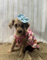 Bella, a female Goldendoodle for sale in Mccomb, MS – 1 of 2