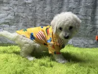 Charlie, a male Poodle - Miniature  for sale in Mccomb, MS – 3 of 3